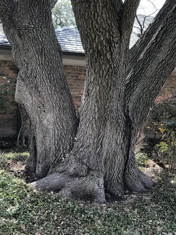 Mature heritage tree close to a Ashley property cared for by certified arborists